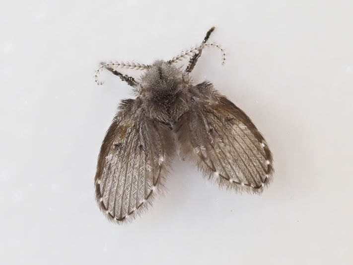 Clogmia albipunctata (Bathroom Moth Fly).jpg